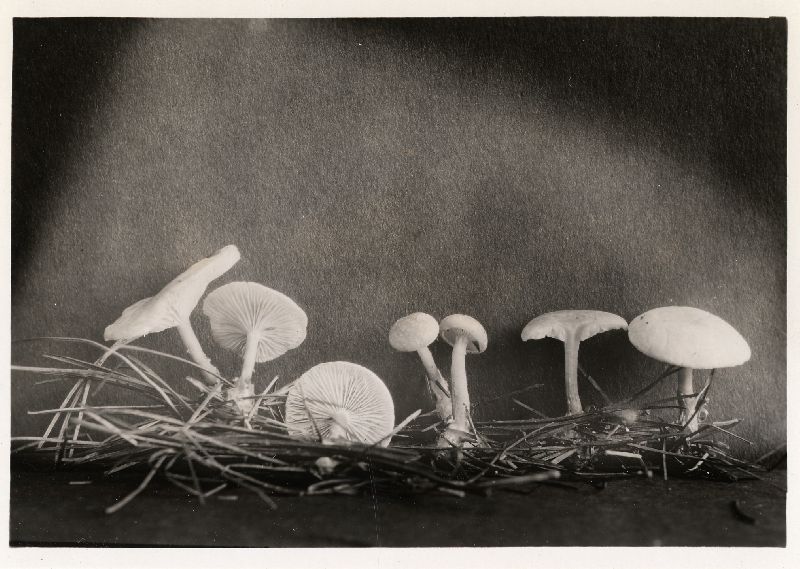 Clitocybe robinsoniae image