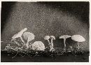 Clitocybe robinsoniae image
