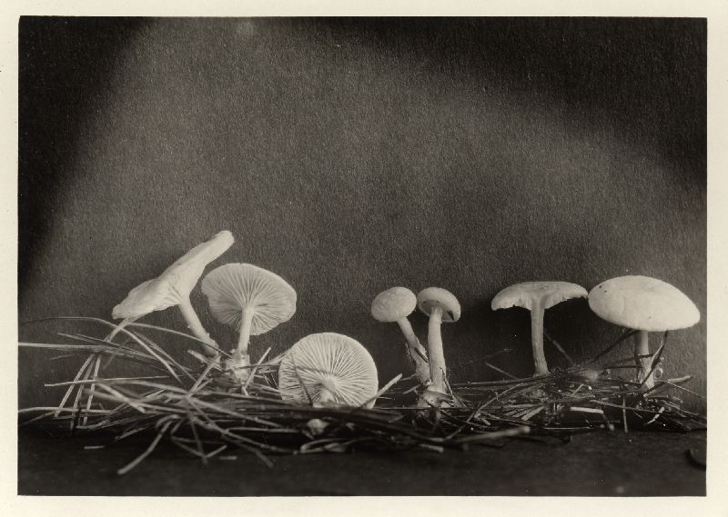 Clitocybe robinsoniae image