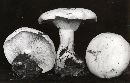 Clitocybe robusta image