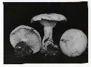 Clitocybe robusta image