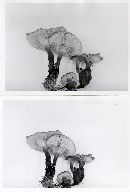 Clitocybe sinopica image