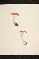 Clitocybe sinopica image