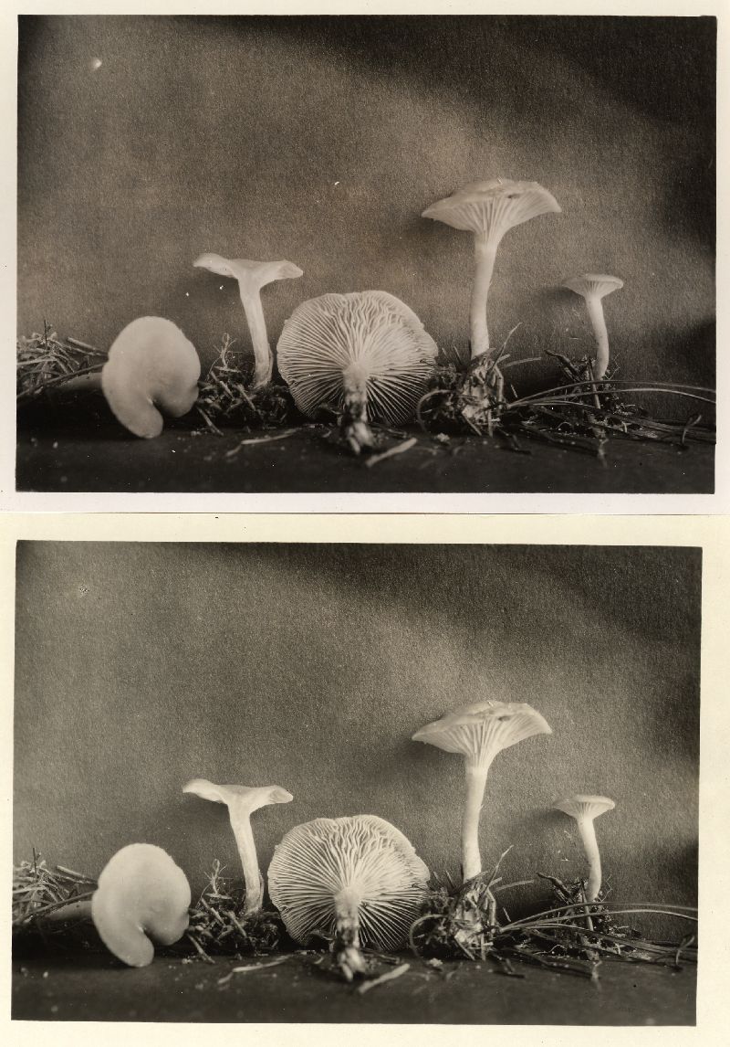 Clitocybe subconcava image