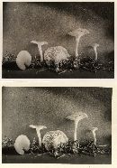 Clitocybe subconcava image