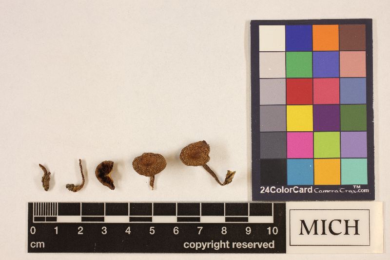 Clitocybe thujana image