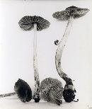 Pouzarella flavoviride image