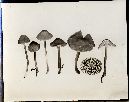Mycena leptocephala image