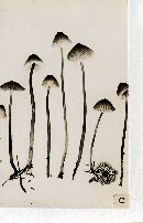 Mycena leptocephala image