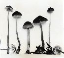 Mycena leptocephala image