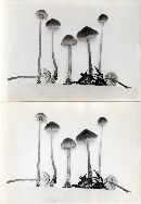 Mycena leptocephala image