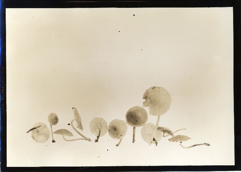 Mycena macrocystidiata image