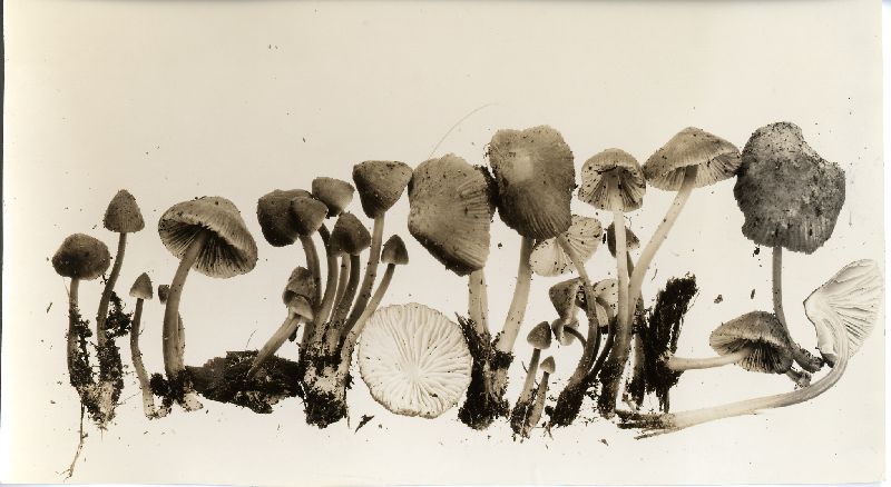 Mycena macrocystidiata image