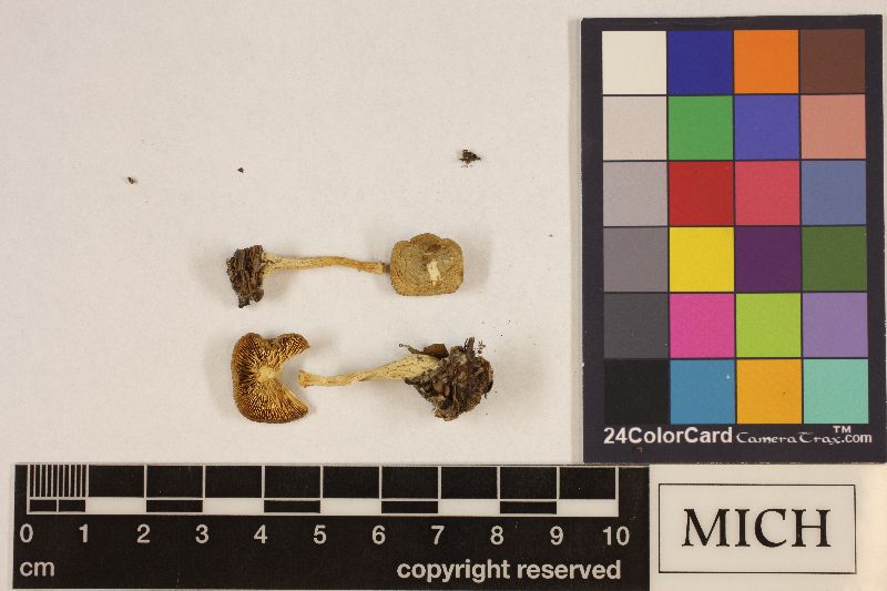Clitocybe aeruginosa image