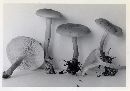 Clitocybe flaccida image