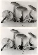 Clitocybe flaccida image