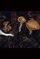 Clitocybe gibba var. gibba image