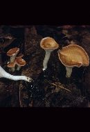 Clitocybe gibba var. gibba image