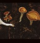Clitocybe gibba image