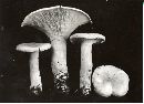 Leucopaxillus giganteus image