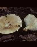 Clitocybe harperi image