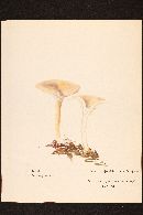 Clitocybe infundibuliformis image