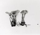 Clitocybe intermedia image