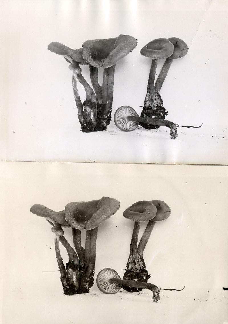 Clitocybe intermedia image