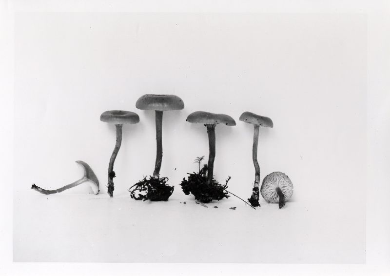 Clitocybe intermedia image