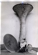 Infundibulicybe geotropa image