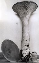 Infundibulicybe geotropa image