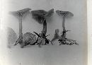 Clitocybe metachroa image