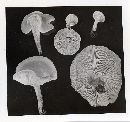 Clitocybe morbifera image