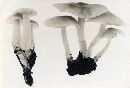 Clitocybe multiformis image