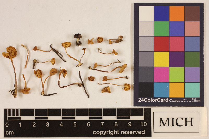 Clitocybe multicarpa image