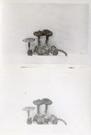 Clitocybe mutabilis image