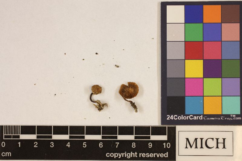 Clitocybe obscuratipes image