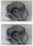 Clitocybe odora image