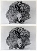 Clitocybe odora image