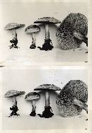 Clitocybe odora image