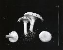 Clitocybe odora image