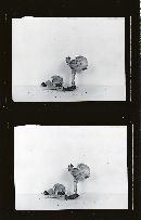 Hygrophoropsis olida image