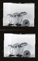 Rhodocybe parilis image