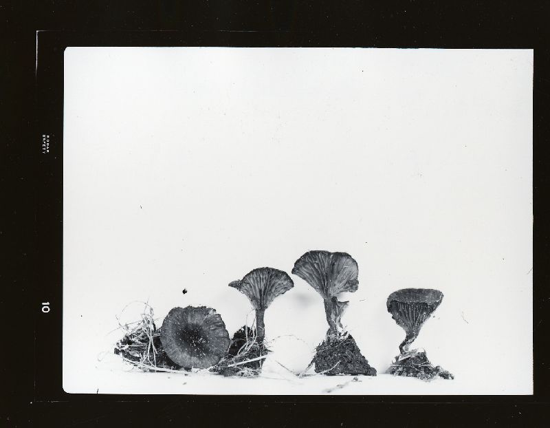 Arrhenia peltigerina image