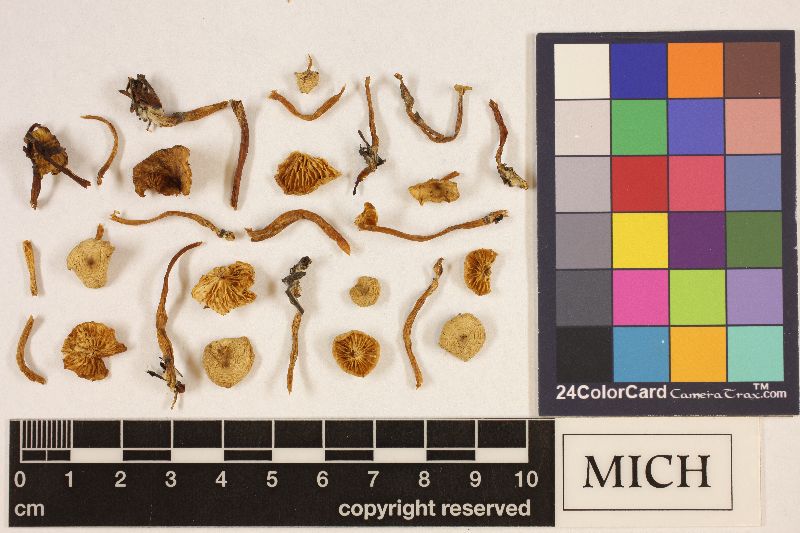 Clitocybe patelliformis image