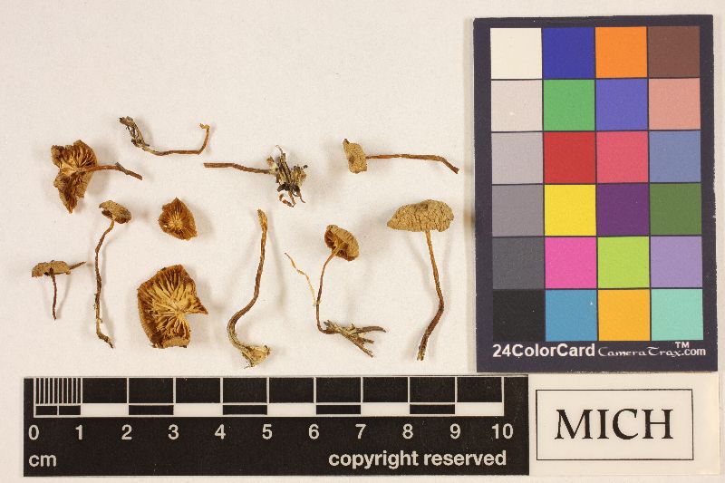 Clitocybe patelliformis image