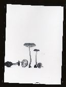 Omphalina pyxidata image