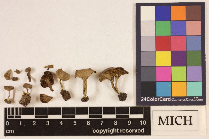Clitocybe rainierensis image