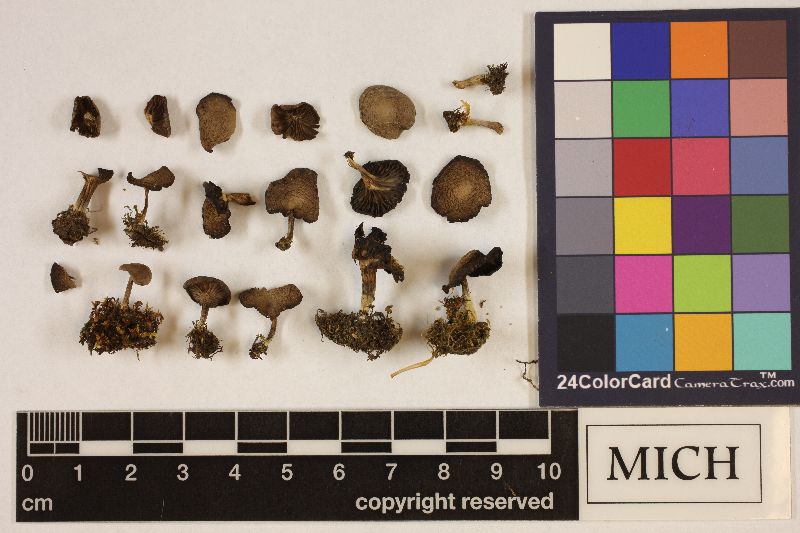Clitocybe rainierensis image
