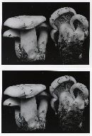 Clitocybe robusta image